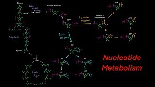 Introduction to Nucleotide Metabolism Biosynthesis and Degredation Purines and Pyrimidines [upl. by Anait]