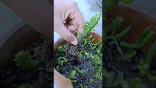 Easy Opuntia Monacantha Propagation in 30 Seconds 🌵shorts opuntiamonacantha plants [upl. by Terb]