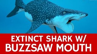 Prehistoric Shark Monster with Buzzsaw Mouth – Shocking Facts about Helicoprion [upl. by Neeven]