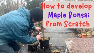 How to develop Maple Bonsai from scratch [upl. by Tsui]