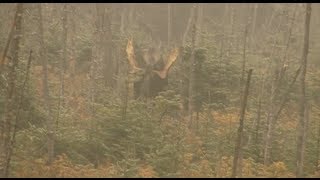 Chasse à lorignal dans la réserve faunique des Laurentides [upl. by Charyl]