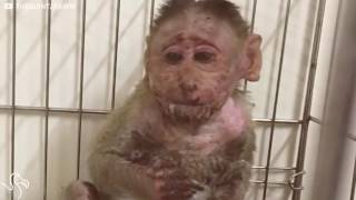 Baby Monkey Who Was Electrocuted Is So Lucky To Be Alive [upl. by Joelynn]