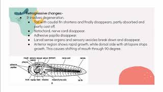 What is retrogressive metamorphosis W [upl. by Araccat]