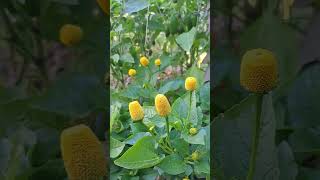 Yellow Toothache Plant Acmella Oleracea Spilanthes Eyeball Plant Toothacheplant Paracress [upl. by Euk992]