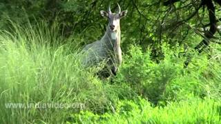 Nilgai Antelope Rajasthan [upl. by Maro892]