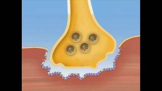 Spread of Impulse amp Excitation Contraction Coupling in Cardiac Muscle [upl. by Aelhsa]