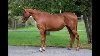 Gamblite Proosthof Z GEORGE Z x AREZZO VDL  2016 mare  show video [upl. by Verine]