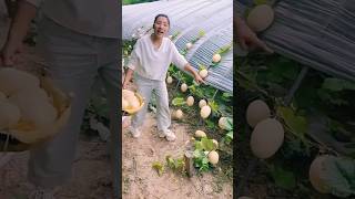 आखिर खरबूजे फार्म में कैसे पैदा होते हैं।। shorts youtubeshorts fruit fruits farming farm [upl. by Akimik532]