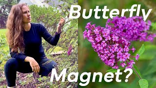 Butterfly Bush  Do Pollinators ACTUALLY Want It [upl. by Onia]