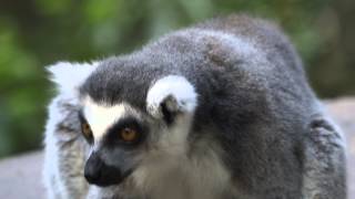 Lemurs  From San Diego Zoo Kids Network [upl. by Nero]