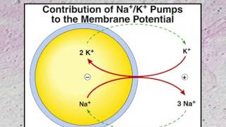 Nerve and Membrane Potentials  Lecture 3 [upl. by Ashatan]