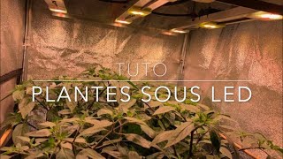 Plantes sous LEDs Episode 2 HD 720p [upl. by Reggi]