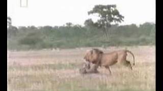 Awesome Footage of Lion Attacking Hyenas [upl. by Rehctaht671]