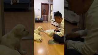 Man scolds puppies and finally mother comes for their rescue [upl. by Loughlin134]