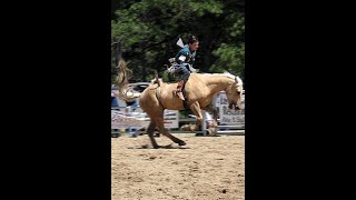 Caballos en el Campo [upl. by Elianore61]