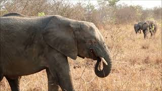 Elephants at Kapama Game Reserve in South Africa [upl. by Corbett]