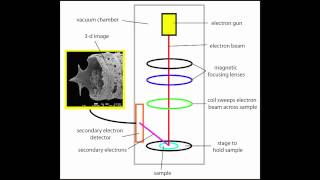 Scanning Electron Microscope [upl. by Shanta152]