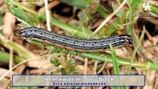 Armyworms are Back [upl. by Naamann799]