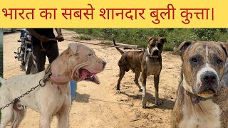 Bully Dog ऐसा Dog नहीं देखा होगा  World famous Bully  Bully Lover । बुली के बारे में सारी जानकारी [upl. by Libnah]