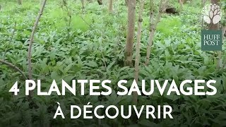 Quatre plantes sauvages comestibles à découvrir dans nos bois [upl. by Dagna466]