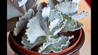 Cotyledon Undulata House Plant [upl. by Zola]