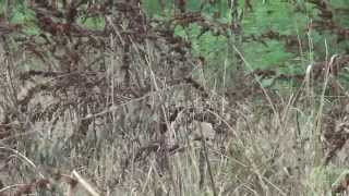 Welsh springer spaniel and field spaniel training to flush pheasant [upl. by Peh171]