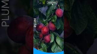 Beautiful Plum nature fruit plum youtube viral shorts [upl. by Bellamy]