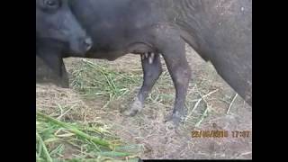 Thelitis or Mamilitis in buffaloesAllergic Mastitis in Buffaloes [upl. by Darrill]