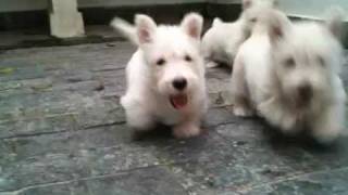 Filhotes Scottish Terrier  Scottish Terrier Puppies [upl. by Agna]