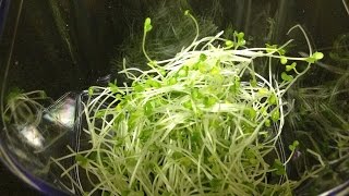 How To Grow Microgreens for Beginners amp Ways to Prevent Mold [upl. by Serena136]