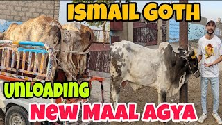 Ismail Goth Mandi Karachi Cattle Rate Update 2May2024  Cow mandi 2024  Cattle Colony cow [upl. by Shulock]