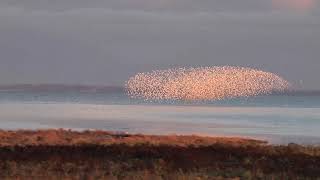 Murmuration of Dunlin birds on the coast of Vancouver British Columbia [upl. by Nnagem]