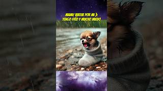 El perrito que dejaron en un calcetín 🧦😔💔 chihuahua babyanimal mascotas perros [upl. by Nomor422]