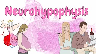 Neurohypophysis  endocrine system histology [upl. by Noside]