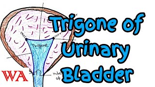 Trigone of Urinary bladder Interior of bladder World of Anatomy [upl. by Annahvas]