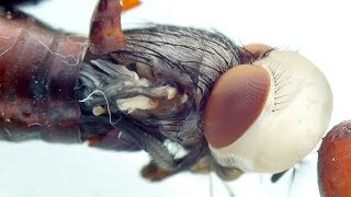 Extremely Detailed Footage of a House Fly Emerging From its Pupa [upl. by Anaele]