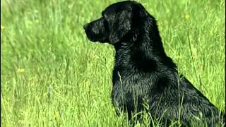 Le Labrador Retriever  Origine personnalité éducation santé hygiène choix du chiot [upl. by Rramel]