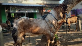 Calon Pejantan Bligon Super Di Pasar Kambing Kucen Tulungagung [upl. by Maiocco]