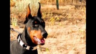 Doberman Pinscher photo Gallery [upl. by Aihpos580]