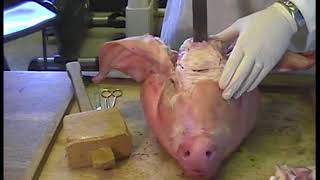 Pigs Head Dissection 2008 Narated [upl. by Eppesiug]