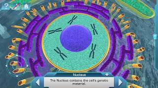 Célula eucariota en 3D para Android e iOS [upl. by Acisey243]