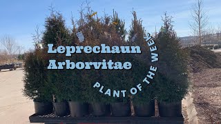 Leprechaun Arborvitae  Plant of the Week [upl. by Adnwahsat478]