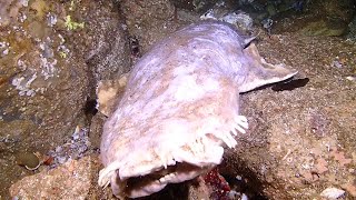 Wobbegong shark corpse in Fish Rock Cave plus some live things [upl. by Ierbua]