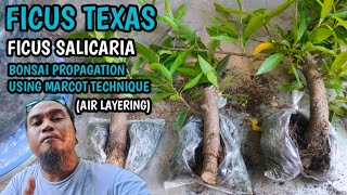 FICUS TEXAS FICUS SALICARIA PROPAGATION USING MARCOTTING [upl. by Jillene715]