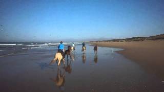 Reiten am Strand  Reiten am Meer  Flotter Galopp am Meer in Marokko [upl. by Ettenav]