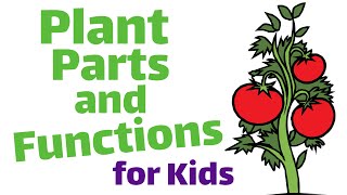 Plant Parts and Functions for Kids [upl. by Karlene]