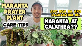 MARANTA AND CTENANTHE VARIETIES [upl. by Ananna116]