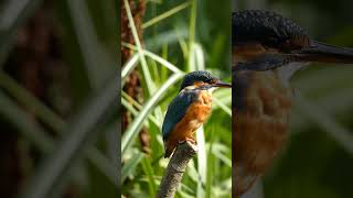 Female kingfisher stops by wildlife nature kingfisher birds bird uk beautiful youtube love [upl. by Appleton]