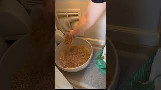 shorts how to use pine pellet cat litter cats cat pets pet [upl. by Javler]