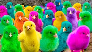 Menangkap ayam lucu ayam warna warni ayam rainbow bebek angsa ikan hias ikan cupang Kelinci [upl. by Surbeck]